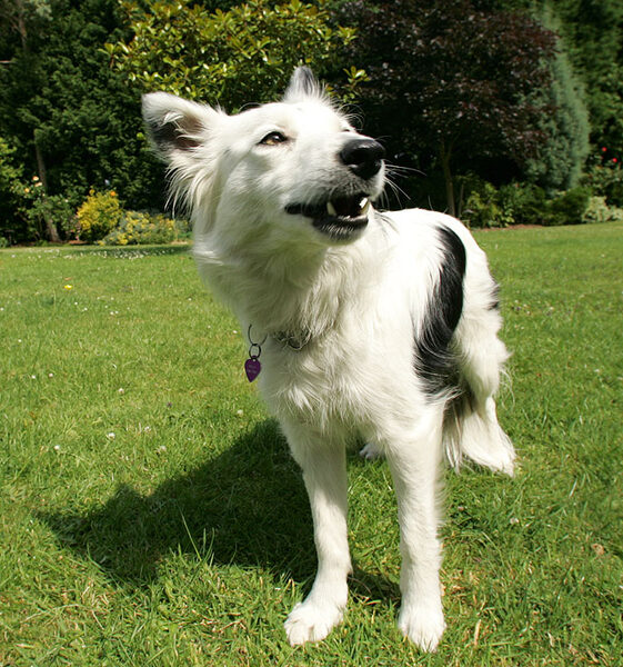 Bella - Waiting for the Toy to be Thrown