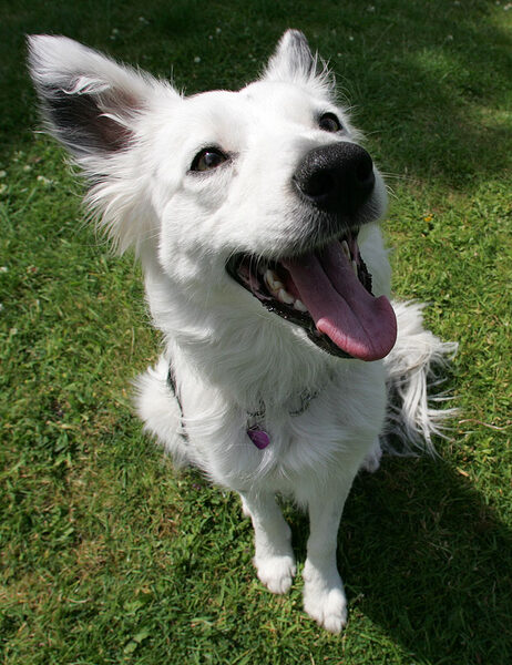 Bella -- Happy Dog
