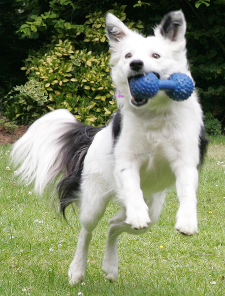 Bella -- With Blue Toy