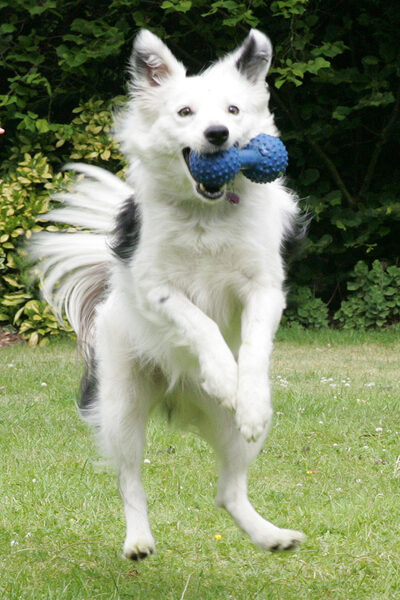 Bella in Mid-Air
