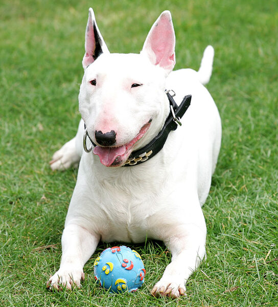 Bella the Bull Terrier