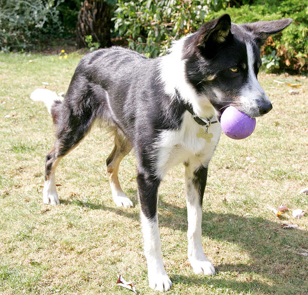 Harvey With A Purple Ball