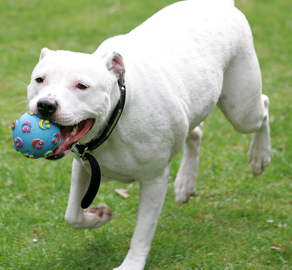 Maddy With A Ball