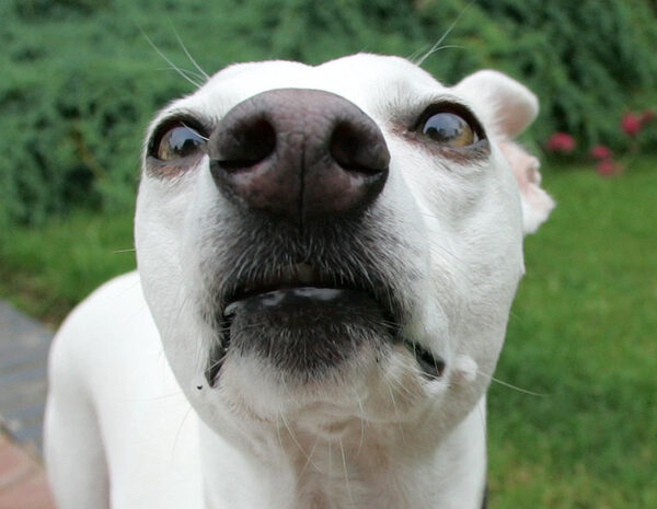 Blue - The Whippet