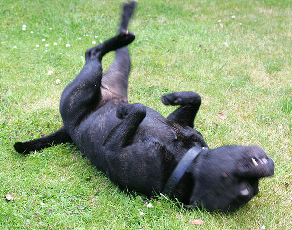 Lennox Having A Roll On The Lawn