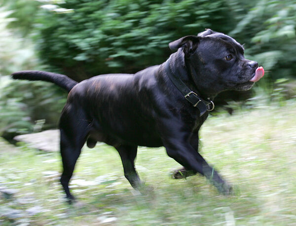 Lennox Having A Run
