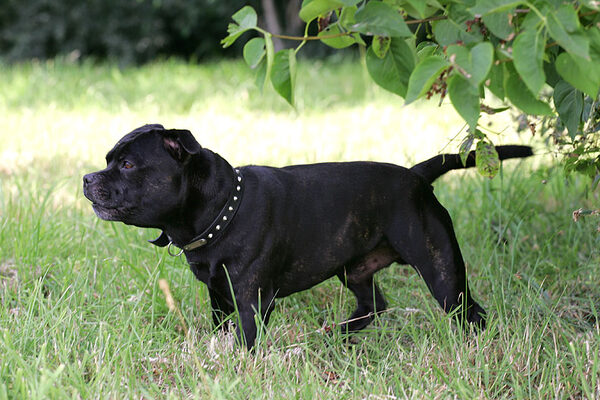 Lennox in the Shade