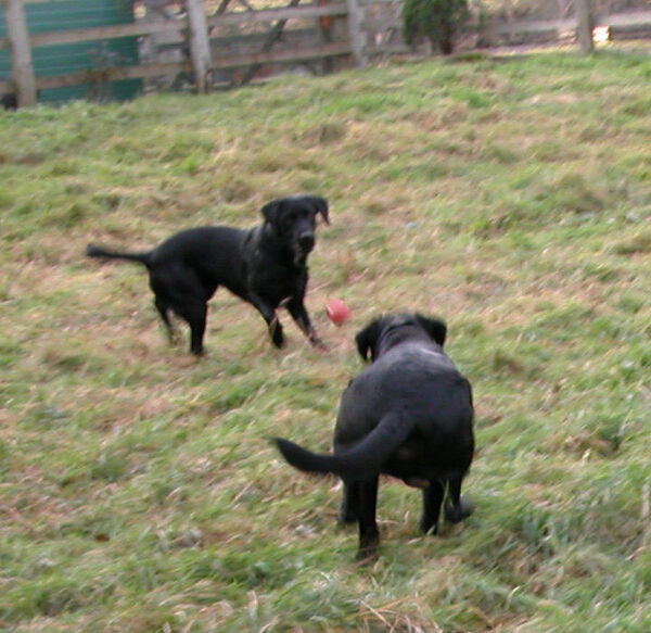 The Men Playing