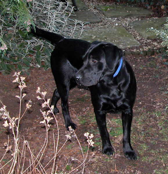 Labrador on Patrol