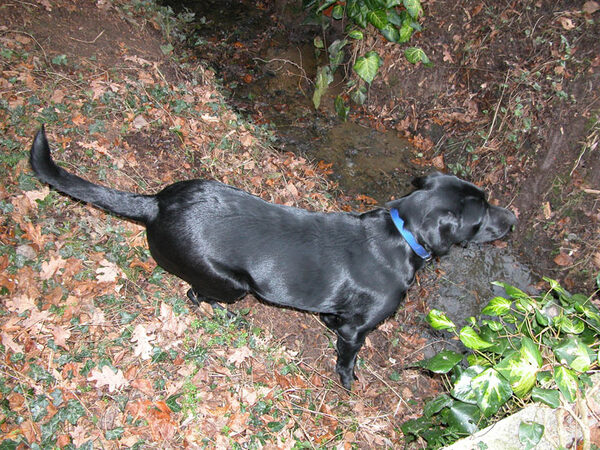 Checking out the stream, but afraid to take the small plunge