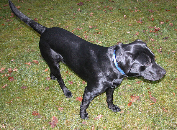 Labrador