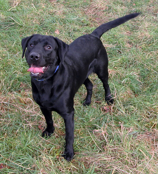 Labrador