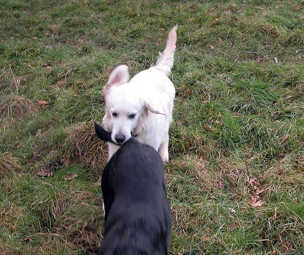 Joe Bites the Tail