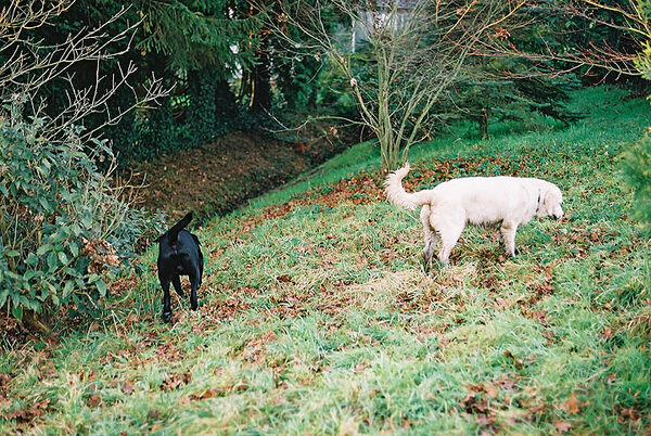 By the Small Stream