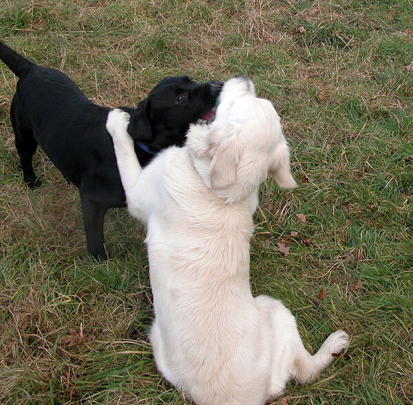 Playing - 2