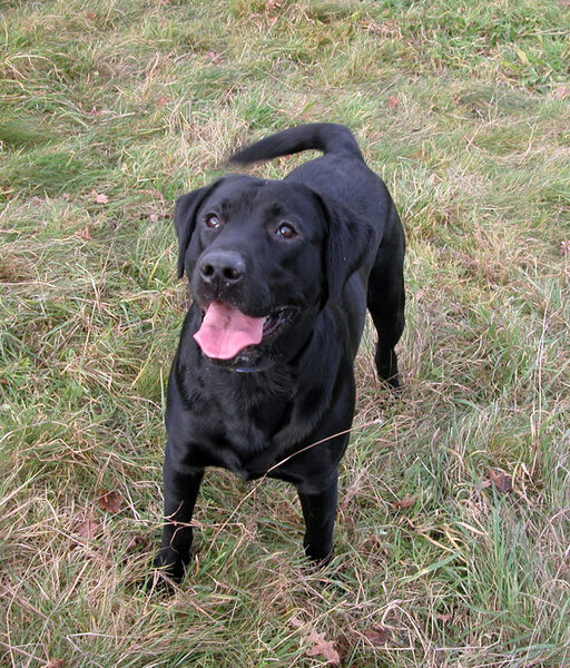 Happy Dog