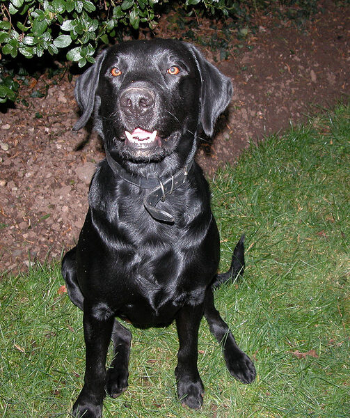 Labrador