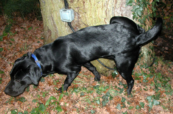 The Call of The Oak Tree