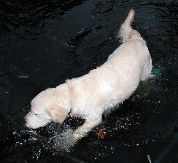 Joe in the Water
