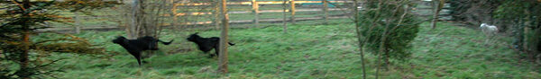 Buddy and Harvey Playing Catch
