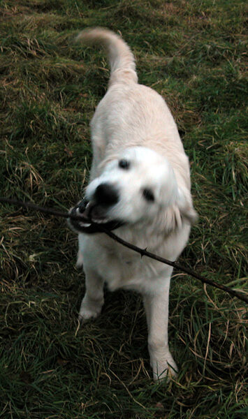 Joe and the Stick