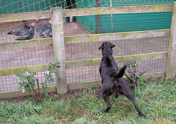 Tess Spots the Turkeys
