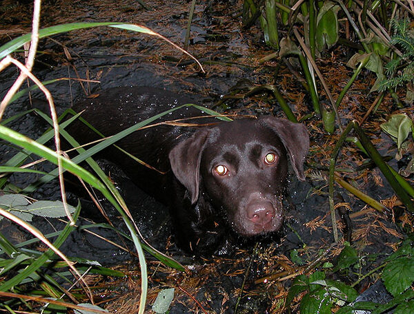 Tess Finds The Canal