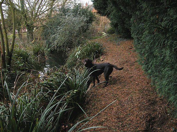 Tess on the Canal Path