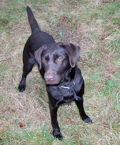 Tess Playing Catch