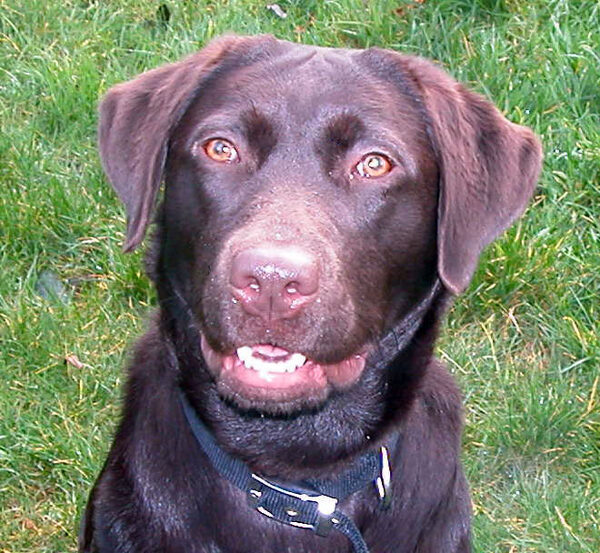 Tess