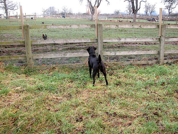 Tess Watching the Black Rock Chickens