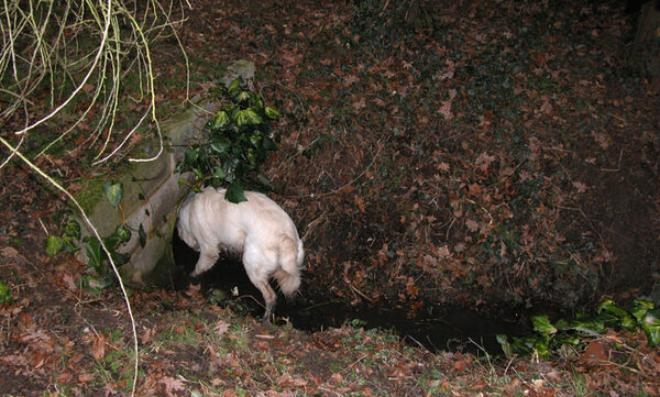 Joe in the Stream