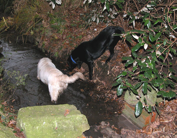The Stream