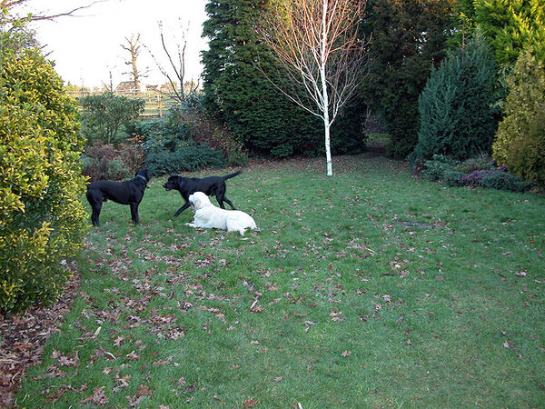 Companions