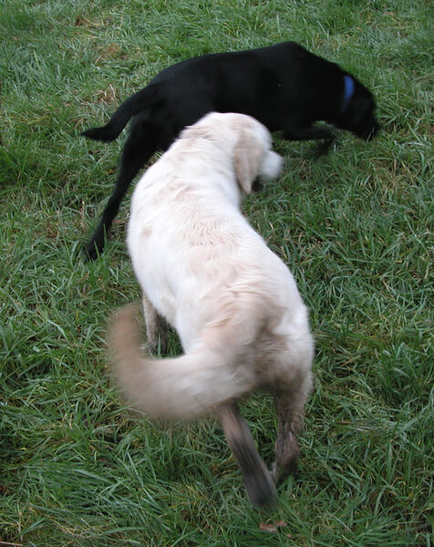 Wagging Tail