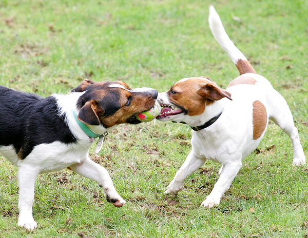 Jake and Sally Playing Tug-o-War