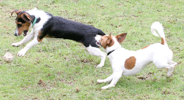 Jake and Sally Playing Catch