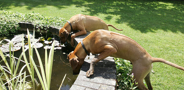 The Ridgebacks at the Drinking Hole