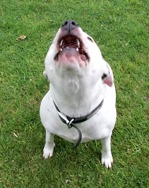 Maddy