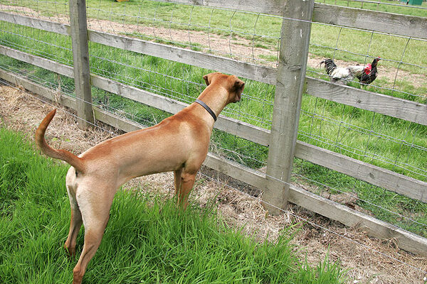 Ridgeback and Chicken