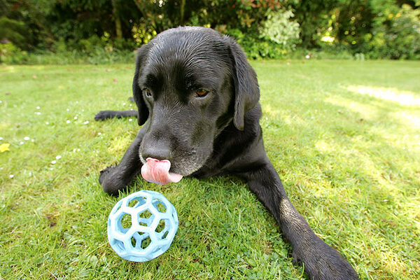 Cole and blue Ball