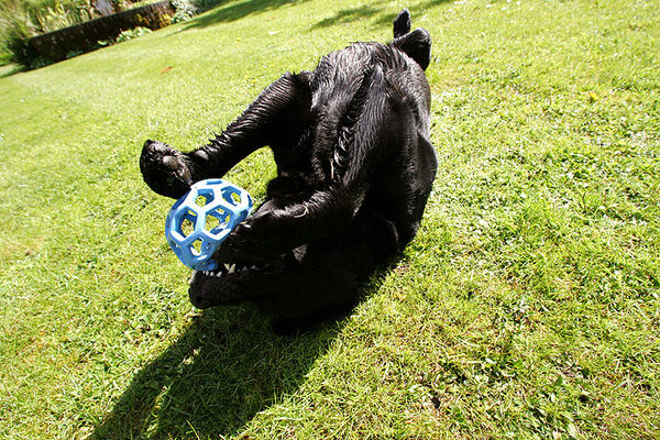 Cole Playing with Blue Ball