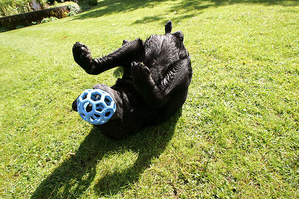 Cole Playing With Blue Ball