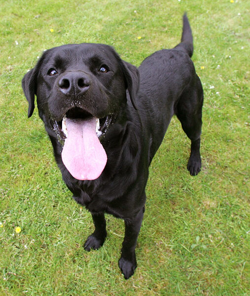 Otis --- That's A Huge Tongue..!