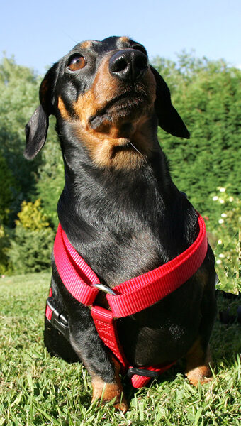 Banjo and His Red Harness