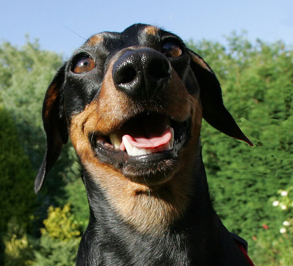 Big Smile, Banjo