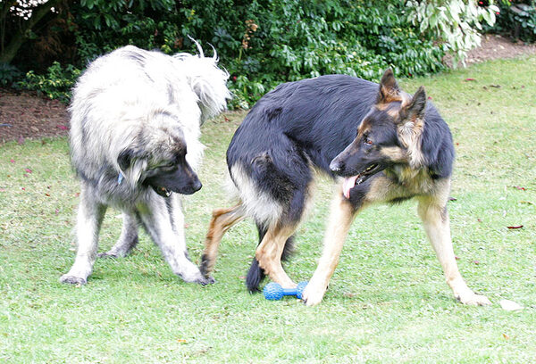 Oscar and George