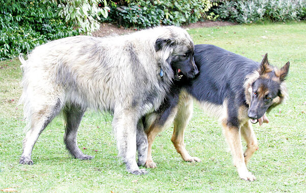 Oscar and George