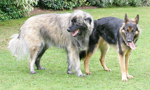 Oscar and George