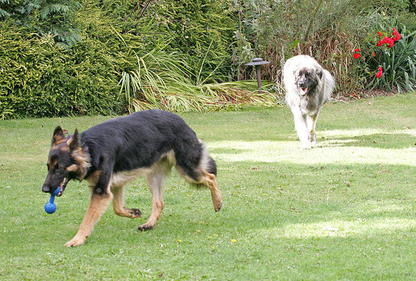 George Running With Blue Barbell, Oscar Watching